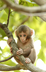 猿の赤ちゃん