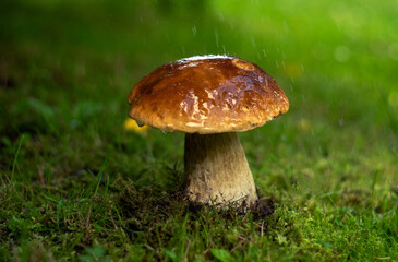 Edible aspen mushroom in the forest on the green grass.A light rain is falling.