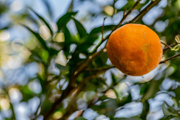 The mandarin orange on the tree in garden.