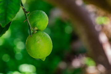 The green lemon on the tree in garden.