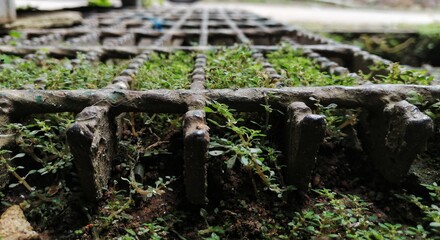 water drops on the tree