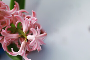 Crocus, plural crocuses or croci is a genus of flowering plants in the iris family. A single crocus, a bunch of crocuses, a meadow full of crocuses, close-up crocus. Crocus on a white background.