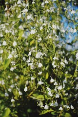 Beautiful white flowers blooming in the garden 
