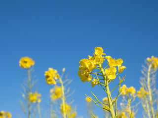 Fototapeta premium 早春の吾妻山公園の菜の花