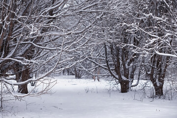 Winter forest. Landscape of the park in winter. Snow-covered trees at the edge.