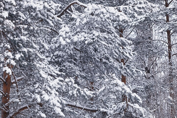 Winter forest. Landscape of the park in winter. Snow-covered trees at the edge.