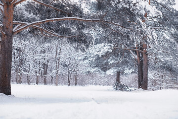 Winter forest. Landscape of the park in winter. Snow-covered trees at the edge.