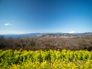 Fototapeta premium 早春の吾妻山公園 富士山と菜の花 1月