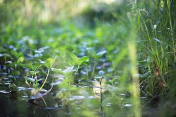 pond with duckweed, marsh plants, water lilies and victoria amazonica lilies