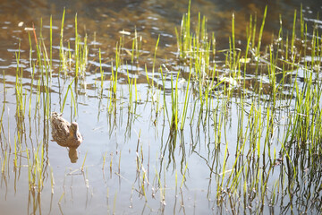 A bird relaxes in a pond on a lake on a Sunny day. Water lilies are swaying in the background.