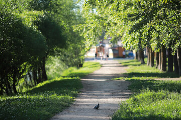 A bird relaxes in a pond on a lake on a Sunny day. Water lilies are swaying in the background.