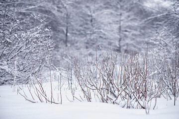Winter forest. Landscape of the park in winter. Snow-covered trees at the edge.
