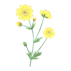 Yellow buttercup. Watercolor botanical illustration of ranunculus with golden flowers. Plant for packaging design. Meadow wild herb.