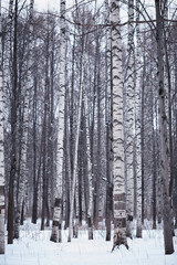 Winter forest landscape. Tall trees under snow cover. January frosty day in the park.