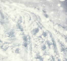 Winter forest landscape. Tall trees under snow cover. January frosty day in the park.