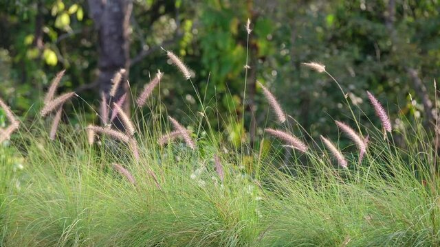 Desho grass or grass flowers blowing in the wind