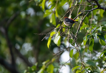 Male scarlet-backed flowerpecker perching on the branch , Thailand
