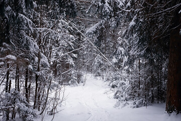 Winter forest landscape. Tall trees under snow cover. January frosty day in the park.