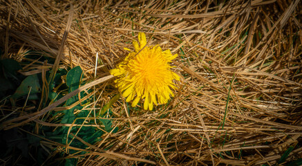 yellow flower on the grass