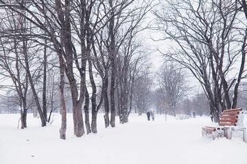 Winter forest landscape. Tall trees under snow cover. January frosty day in the park.