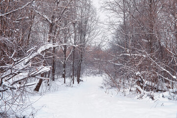 Winter forest landscape. Tall trees under snow cover. January frosty day in the park.