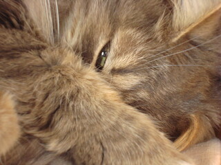 Fototapeta premium the cat is sleeping
