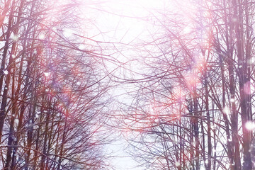 Tall trees under snow cover. January frosty day in winter park.