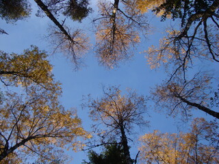 trees and sky