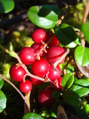 lingonberry