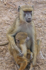 サバンナヒヒの親子