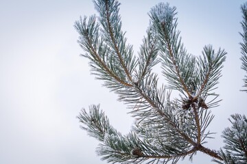 Obraz premium Snow on pine tree branches