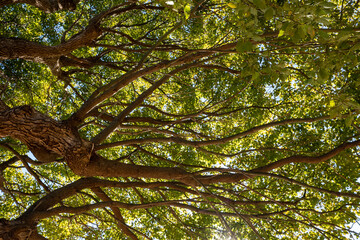 冬の陽を浴びる楠の老木の枝