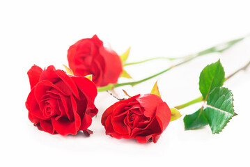 beautiful red roses on a white background