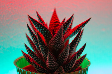 cactus in front of a rainbow wall