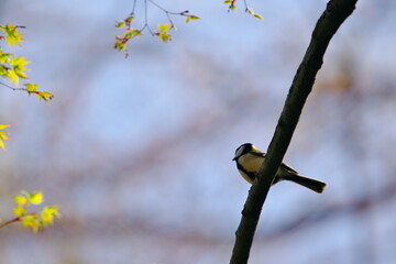 枝の上のシジュウカラ