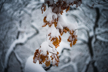 snow covered tree