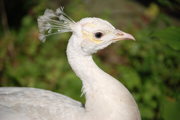 Portrait von einem wei&szlig;en Pfau
