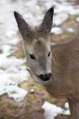 Fototapeta premium Portrait of a young beautiful deer in the meadow.