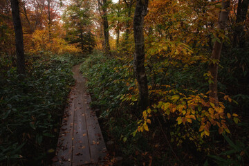 紅葉のデコ平湿原