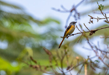 Small minivet male perching on the branch in Thailand