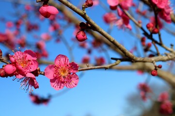 梅の花　紅梅　冬　風景