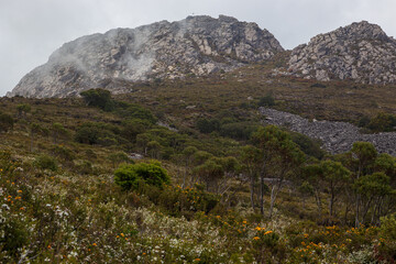 Fototapeta na wymiar The alpine landscape in Mount Roland, Tasmania, Australia.