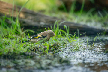 Naklejka na ściany i meble Close-up of a finch standing in the grass. A pool of water in the green grass. Detailed bird