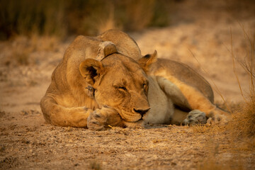 Lioness with collar dozes on short grass
