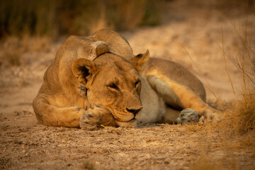 Obraz premium Lioness with collar lies on short grass
