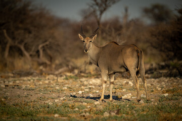 Male common eland stands turning towards camera