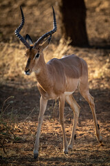 Male common impala passes tree in shadows