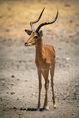 Male common impala standing on rocky ground