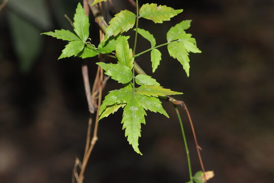 Photo of fresh and healthy neem leaves
