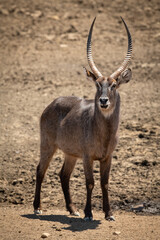 Male common waterbuck stands on rocky ground
